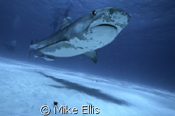 Yes, just another Tiger shark shot, but shot with a Nikon... by Mike Ellis 